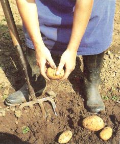 Digging Potatoes
