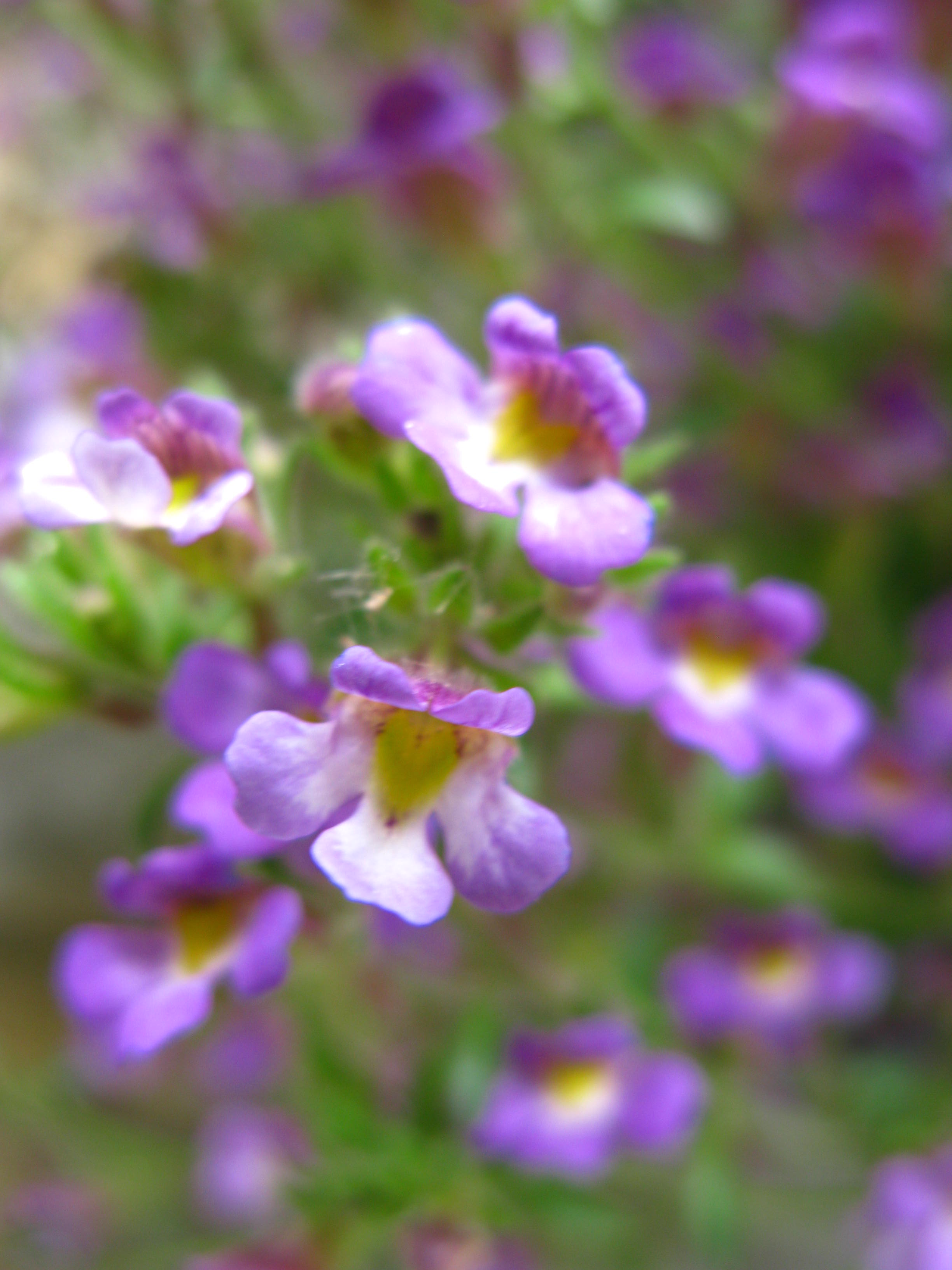 Malling toadflax - close-up