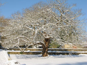 Catalpa tree in the snow