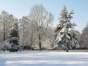The meadow in the snow